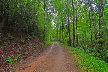 Rainy Trail in the Mountains in the Spring