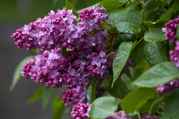 Naklejka na ściany i meble Close-up of blooming lilacs in the rain against park or garden background, selective focus