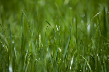 Close-up green grass background, raindrops on grass blurred backdrop, selective focus