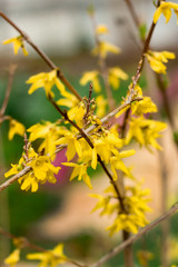 Soft focus image of blossoming forsythia bushin spring time,