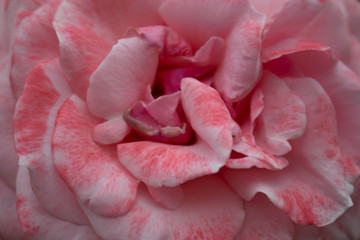 pink petals
