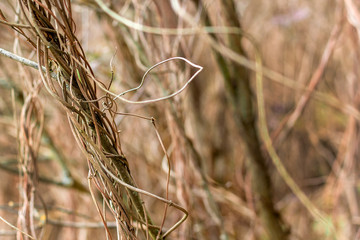 Photo of dried brown branches of a Liana. Soft focus on the near object