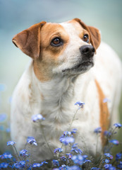 Portret biało-rudego psa w niezapominajkach