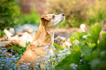 Rudy pies siedzący w ogrodzie - obrazy, fototapety, plakaty