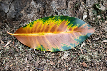 leaf on the ground
