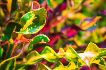 Colorful garden plant leaves 1 