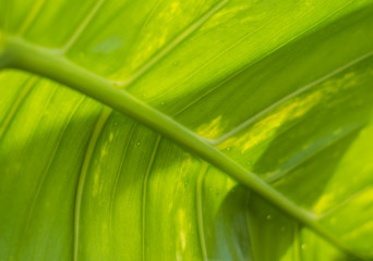 Tropical plant leaf veins 1 