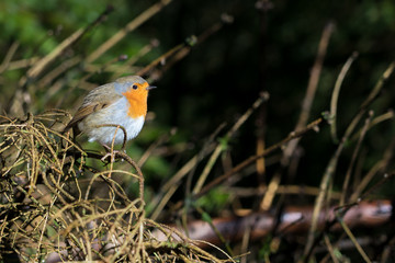 Robin perched on twigs. The European robin, known simply as the robin or robin redbreast in the British Isles, is a small insectivorous passerine bird that belongs to the chat subfamily of the Old Wor