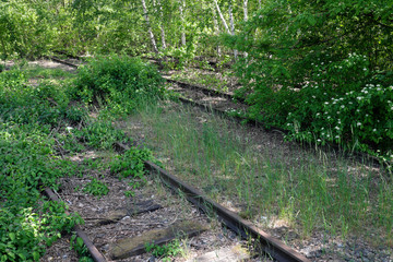 Abandoned train tracks overgrown with trees, bushes and grass - Stockphoto