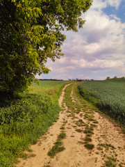 Fototapeta na wymiar Rural road in green meadow and blue sky with clouds, The road through the old grass field, corn field