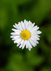 Obraz premium White daisy isolated on a green background