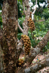 Lansium domesticum, a tropical fruit with a sweet, round, thick, coarse yellow taste called longkong..Fruiting results along the trunk..