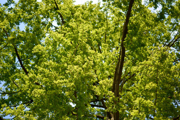 green leaves of a tree