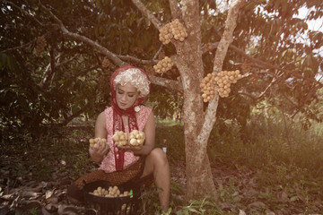 The senior Asian woman is cutting and choosing the sweet longkong from the trees in the garden..