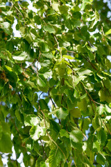 green leaves on a tree