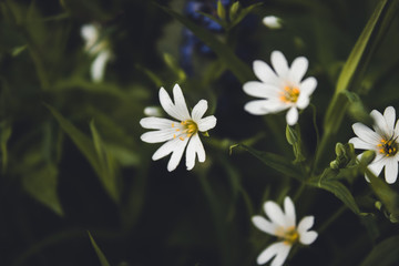 Natural green and black background with beautiful white flowers close up