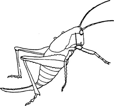 Green Grasshopper, Vector Drawing Of A 19th Century Engraving