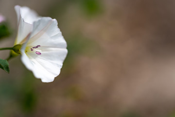 Fototapeta premium white flowers of a tree