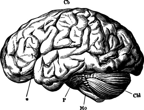 Artists Sketch of a Human Brain Diagram
