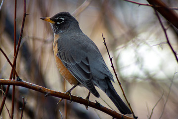 The American Robin 