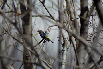 Yellow-Rumped Warbler in a bush