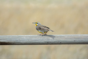 A western Meadowlark on a fence