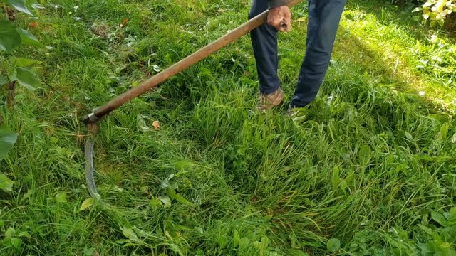 Mow the grass at your private home in the traditional way. A scythe, a man's legs, a lawn, a flower garden and a house in the frame. Real time, contains people, summer, haymaking, harvesting hay for h