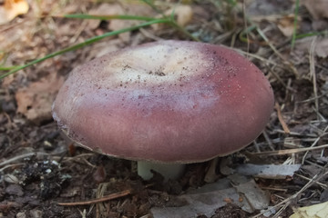 Bare-toothed Russula (Russula vesca) mushroom - 350721528