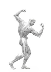 muscleman anatomy heroic body doing a bodybuilder pose two in white background