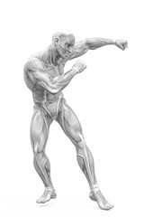 Fototapeta na wymiar muscleman anatomy heroic body doing a dodge fight pose one in white background