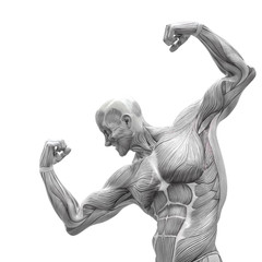 muscleman anatomy heroic body doing a bodybuilder pose two in white background close up