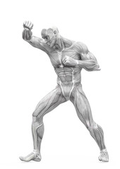 muscleman anatomy heroic body doing a fight pose in white background