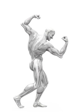 Muscleman Anatomy Heroic Body Doing A Bodybuilder Pose Two In White Background