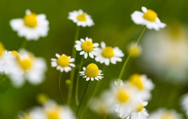 Field of chamomile flowers in the nature