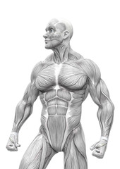 Fototapeta na wymiar muscleman anatomy heroic body looking right in white background