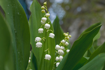 Spring background with beautiful flowering lilies of the valley.