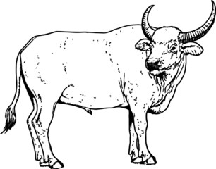 Vintage Hand Drawn illustration of a Large Horn Bull