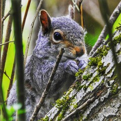 squirrel on a tree