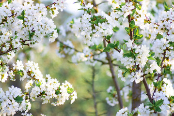 Branches of blossoming apricot macro with soft focus on gentle light blue sky background. For easter and spring greeting cards with beautiful floral spring abstract background of nature