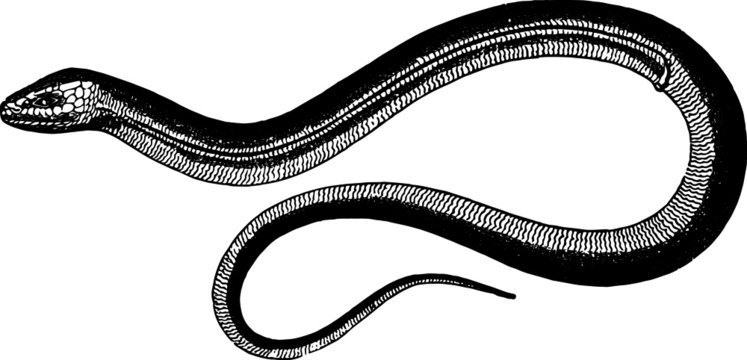 Vector Drawing of a Legless Lizard