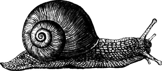Vintage Artists drawing of a Little Slow Snail © Vanessa