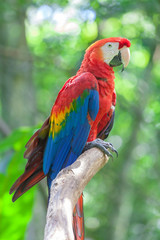 Naklejka na ściany i meble Close-up Of Macaw Perching On Branch