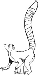 Old Vintage Drawing of a Long Tail Lemur