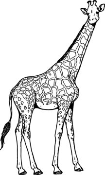 Artists Sketch of a Long Neck Giraffe