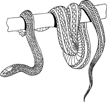 Old Hand Drawn illustration of a Long Snake Branch
