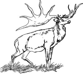 Hand Drawn illustration of a Majestic Elk
