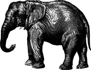 Obraz premium Vector Sketch of a Majestic Jungle Elephant