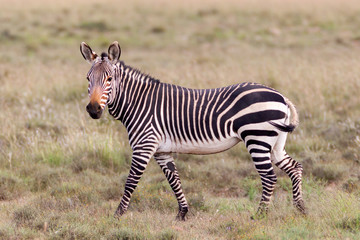 Fototapeta na wymiar One adult Cape Mountain Zebra in South Africa