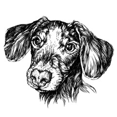 Sketch of funny Dog Dachshund. Vector Illustration