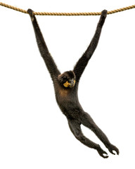 Gibbon Monkey Swinging From Rope Isolated © adogslifephoto